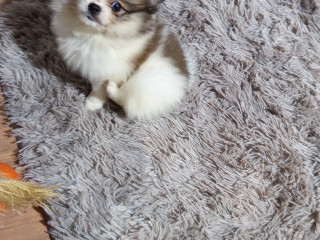 vendo-sptiz-alemao-femea-ana-jabaquara-venda-de-de-qualidade-em-sao-paulo-condicao-especial