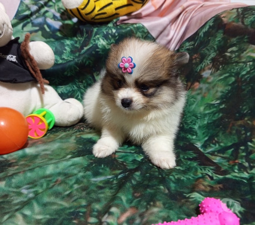 vendo-sptiz-alemao-femea-ana-jabaquara-venda-de-de-qualidade-em-sao-paulo-condicao-especial-big-2