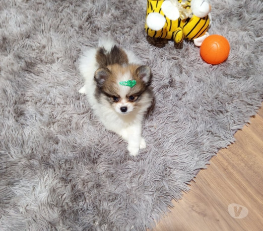 vendo-sptiz-alemao-femea-ana-jabaquara-venda-de-de-qualidade-em-sao-paulo-condicao-especial-big-1