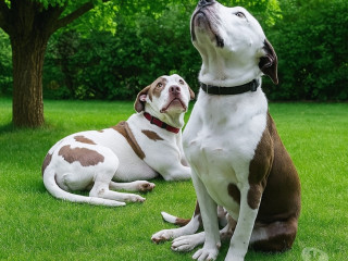 filhote-de-pit-monster-barueri-sp-a-venda-de-filho-em-sao-paulo-melhor-preco-da-regiao-com-condicoes-especiais