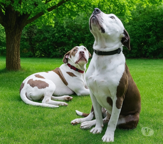 filhote-de-pit-monster-barueri-sp-a-venda-de-filho-em-sao-paulo-melhor-preco-da-regiao-com-condicoes-especiais-big-0