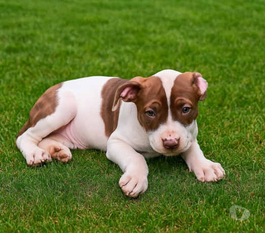 filhote-de-pit-monster-barueri-sp-a-venda-de-filho-em-sao-paulo-melhor-preco-da-regiao-com-condicoes-especiais-big-1