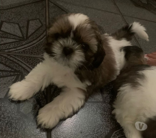 semi-novo-rio-de-otima-oportunidade-condicao-especial-big-1