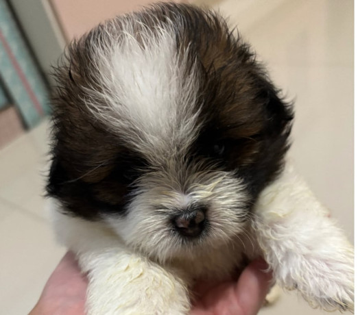 disponivel-rio-de-conservado-r-70000-r-70000-big-1