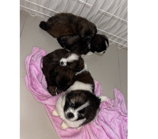 disponivel-rio-de-conservado-r-70000-r-70000-big-0