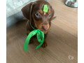 filhote-de-dachshund-chocolate-pelo-curto-engenh-de-qualidade-em-rio-de-small-0