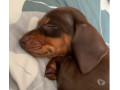 filhote-de-dachshund-chocolate-pelo-curto-engenh-de-qualidade-em-rio-de-small-2