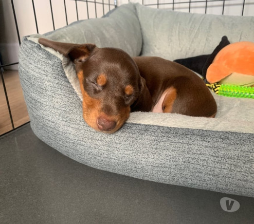 filhote-de-dachshund-chocolate-pelo-curto-engenh-de-qualidade-em-rio-de-big-1