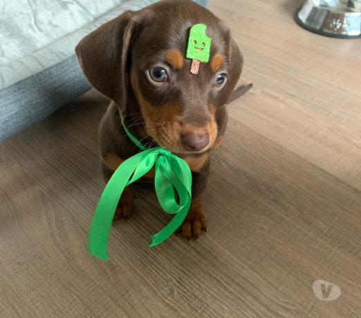 filhote-de-dachshund-chocolate-pelo-curto-engenh-de-qualidade-em-rio-de-big-0