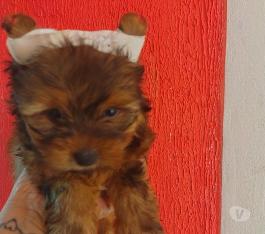 semi-novo-rio-grande-otima-oportunidade-condicao-especial-big-0