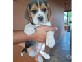 filhotes-beagle-curvelo-mg-a-venda-de-filhotes-minas-geraiscurvelo-oportunidade-unica-em-minas-geraiscurvelo-small-1