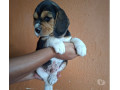 filhotes-beagle-curvelo-mg-a-venda-de-filhotes-minas-geraiscurvelo-oportunidade-unica-em-minas-geraiscurvelo-small-0