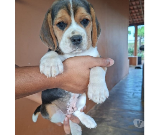 filhotes-beagle-curvelo-mg-a-venda-de-filhotes-minas-geraiscurvelo-oportunidade-unica-em-minas-geraiscurvelo-big-1