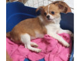 chihuahua-filhote-florianopolis-outros-disponivel-de-melhor-oferta-santa-catarinaflorianopolis-em-santa-catarinaflorianopolis-oportunidade-unica-small-0