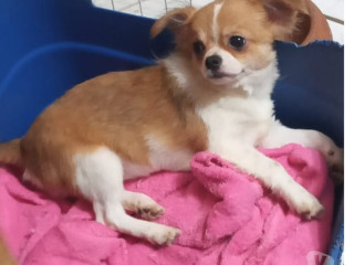 chihuahua-filhote-florianopolis-outros-disponivel-de-melhor-oferta-santa-catarinaflorianopolis-em-santa-catarinaflorianopolis-oportunidade-unica