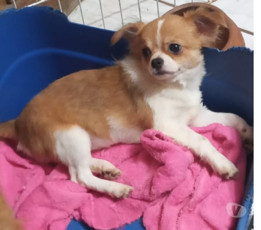 chihuahua-filhote-florianopolis-outros-disponivel-de-melhor-oferta-santa-catarinaflorianopolis-em-santa-catarinaflorianopolis-oportunidade-unica-big-0