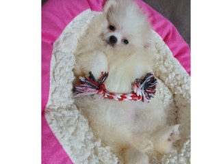 spitz-lulu-da-pomerania-florianopolis-outros-ven-de-qualidade-em-santa-catarinaflorianopolis-em-santa-catarinaflorianopolis-entrega-imediata