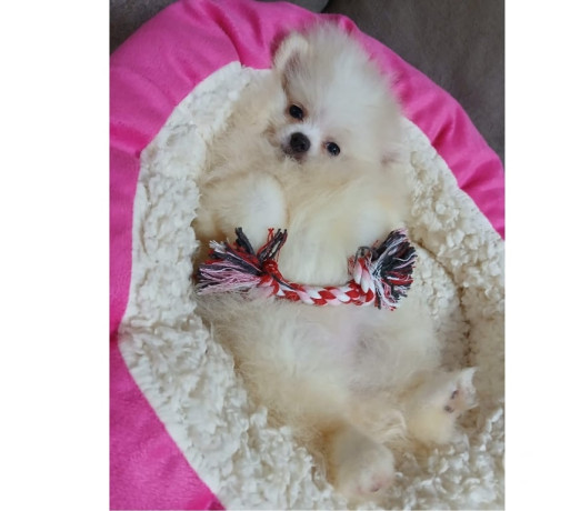 spitz-lulu-da-pomerania-florianopolis-outros-ven-de-qualidade-em-santa-catarinaflorianopolis-em-santa-catarinaflorianopolis-entrega-imediata-big-0