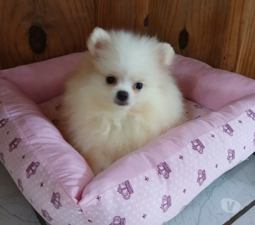 spitz-lulu-da-pomerania-florianopolis-outros-ven-de-qualidade-em-santa-catarinaflorianopolis-em-santa-catarinaflorianopolis-entrega-imediata-big-2