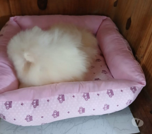 spitz-lulu-da-pomerania-florianopolis-outros-ven-de-qualidade-em-santa-catarinaflorianopolis-em-santa-catarinaflorianopolis-entrega-imediata-big-1