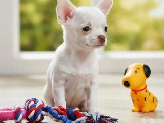 chihuahua-filhote-macho-florianopolis-outros-ven-melhor-oferta-santa-catarinaflorianopolis-em-santa-catarinaflorianopolis-condicao-especial