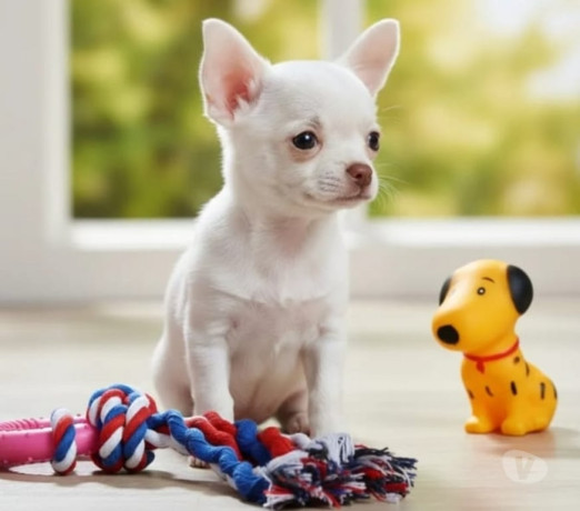 chihuahua-filhote-macho-florianopolis-outros-ven-melhor-oferta-santa-catarinaflorianopolis-em-santa-catarinaflorianopolis-condicao-especial-big-0