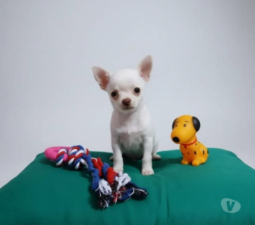 chihuahua-filhote-macho-florianopolis-outros-ven-melhor-oferta-santa-catarinaflorianopolis-em-santa-catarinaflorianopolis-condicao-especial-big-1