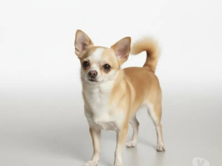 chihuahua-adulto-padreador-florianopolis-outros-em-santa-catarinaflorianopolis-atendimento-personalizado-e-especializado-em-santa-catarinaflorianopolis