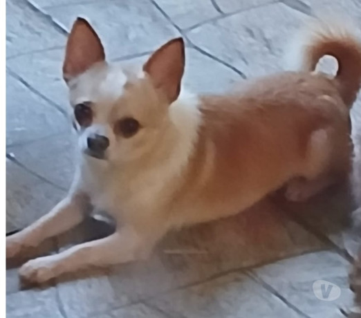 chihuahua-adulto-padreador-florianopolis-outros-em-santa-catarinaflorianopolis-atendimento-personalizado-e-especializado-em-santa-catarinaflorianopolis-big-2