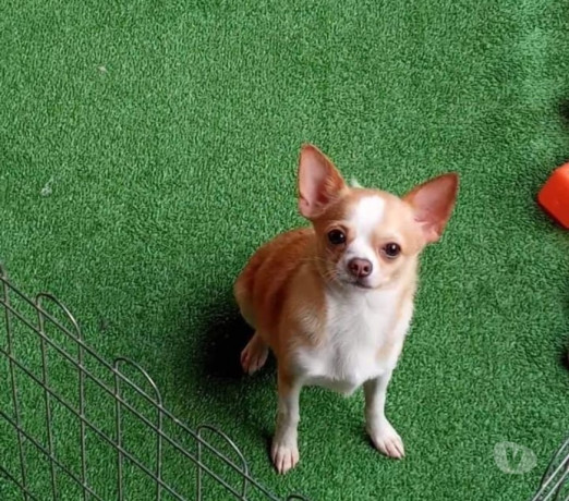 chihuahua-adulto-padreador-florianopolis-outros-em-santa-catarinaflorianopolis-atendimento-personalizado-e-especializado-em-santa-catarinaflorianopolis-big-1