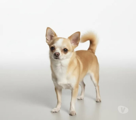 chihuahua-adulto-padreador-florianopolis-outros-em-santa-catarinaflorianopolis-atendimento-personalizado-e-especializado-em-santa-catarinaflorianopolis-big-0