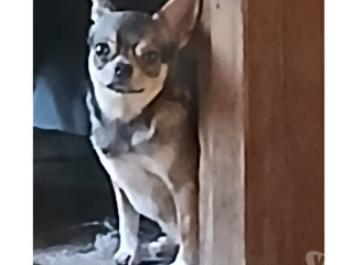 chihuahua-machinho-jovem-florianopolis-outros-ve-melhor-oferta-santa-catarinaflorianopolis-em-santa-catarinaflorianopolis-entrega-imediata