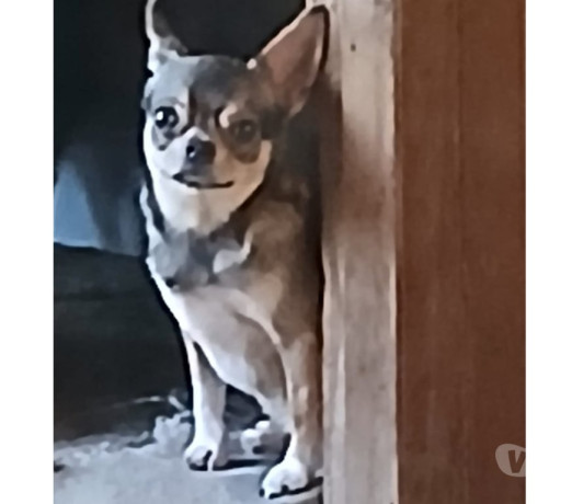 chihuahua-machinho-jovem-florianopolis-outros-ve-melhor-oferta-santa-catarinaflorianopolis-em-santa-catarinaflorianopolis-entrega-imediata-big-0