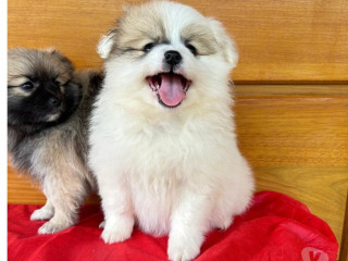 filhotes-de-lulu-da-pomerania-teixeira-soares-pr-melhor-oferta-paranateixeira-soares-em-paranateixeira-soares-condicao-especial