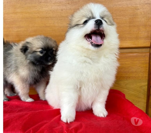 filhotes-de-lulu-da-pomerania-teixeira-soares-pr-melhor-oferta-paranateixeira-soares-em-paranateixeira-soares-condicao-especial-big-2