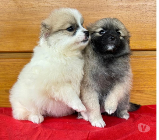 filhotes-de-lulu-da-pomerania-teixeira-soares-pr-melhor-oferta-paranateixeira-soares-em-paranateixeira-soares-condicao-especial-big-4