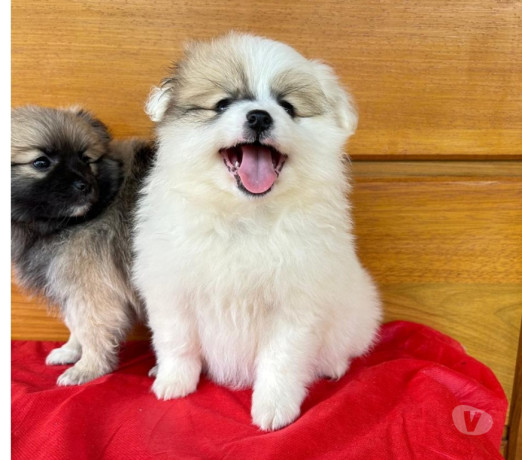 filhotes-de-lulu-da-pomerania-teixeira-soares-pr-melhor-oferta-paranateixeira-soares-em-paranateixeira-soares-condicao-especial-big-0