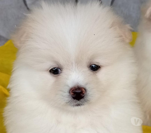 filhotes-de-lulu-da-pomerania-teixeira-soares-pr-melhor-oferta-paranateixeira-soares-em-paranateixeira-soares-condicao-especial-big-1