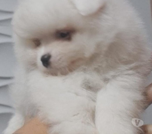 filhotes-de-lulu-da-pomerania-petropolis-rj-vend-premium-em-rio-de-negociavel-big-0