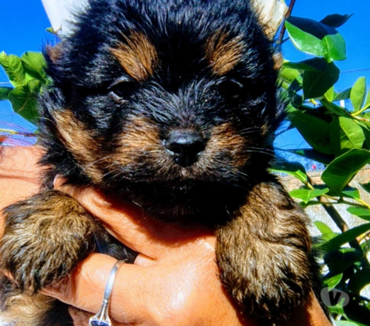 bbs-de-york-ja-com-a-primeira-dose-da-vacina-impo-melhor-oferta-rio-grande-big-1