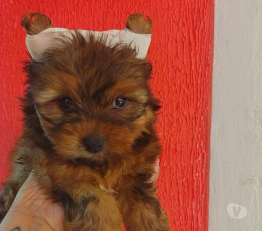 bbs-de-york-ja-com-a-primeira-dose-da-vacina-impo-melhor-oferta-rio-grande-big-0