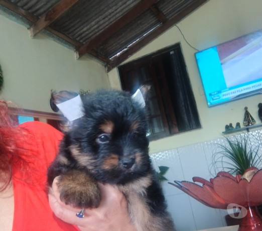 bbs-de-york-ja-com-a-primeira-dose-da-vacina-impo-melhor-oferta-rio-grande-big-2