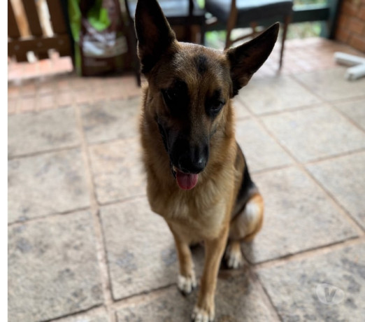 pastor-alemao-manto-negro-40-dias-itanhanga-ven-melhor-oferta-rio-de-garantia-big-4