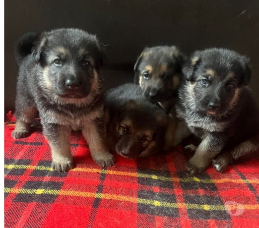 pastor-alemao-manto-negro-40-dias-itanhanga-ven-melhor-oferta-rio-de-garantia-big-0