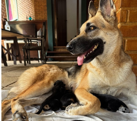 pastor-alemao-manto-negro-40-dias-itanhanga-ven-melhor-oferta-rio-de-garantia-big-3