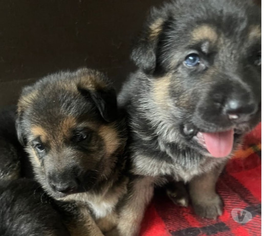 pastor-alemao-manto-negro-40-dias-itanhanga-ven-melhor-oferta-rio-de-garantia-big-2