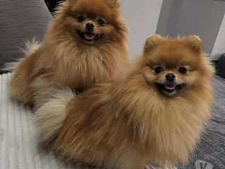 spitz-alemao-anao-linhagem-coreana-bombinhas-sc-melhor-oferta-santa-catarinabombinhas-em-santa-catarinabombinhas-negociavel