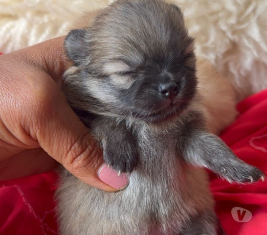 spitz-alemao-anao-linhagem-coreana-bombinhas-sc-melhor-oferta-santa-catarinabombinhas-em-santa-catarinabombinhas-negociavel-big-4