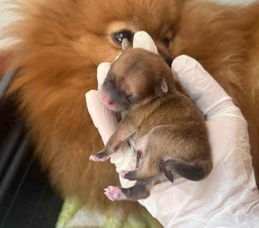 spitz-alemao-anao-linhagem-coreana-bombinhas-sc-melhor-oferta-santa-catarinabombinhas-em-santa-catarinabombinhas-negociavel-big-2