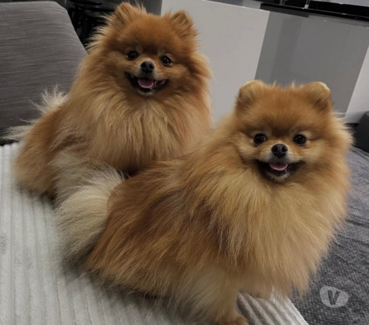 spitz-alemao-anao-linhagem-coreana-bombinhas-sc-melhor-oferta-santa-catarinabombinhas-em-santa-catarinabombinhas-negociavel-big-0